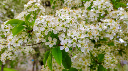 white flowers on a spring tree