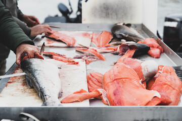 Fresh caught coho salmon filleted with meat, eggs and head on cutting board