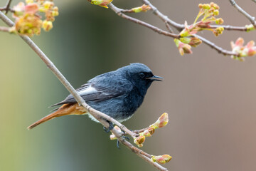 Hausrotschwanz Männchen