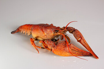 Red boiled crab on a white background.