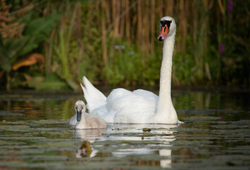Naklejka premium White swan with her baby on the lake