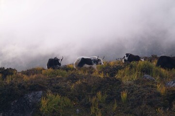 Yaks in Himalaya
