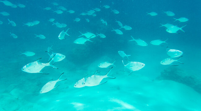 A large group of fishes