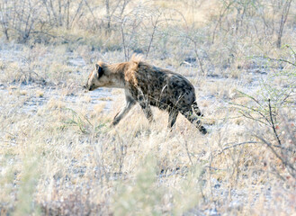 A spotted  hyena hunting in the savannah