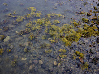 Rain drops on the rocky and shallow kelp covered shallows of a maine coast