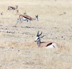 Fototapeta premium View of Antidorcas marsupialis antelopes in savannah