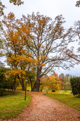 Naklejka premium Autumn trees alley with colorful leaves in the park