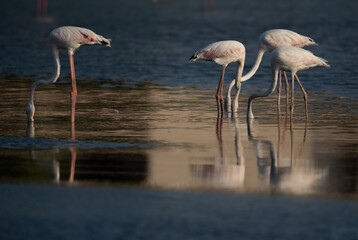 Fototapeta na wymiar Flamingos are beautiful and gregarious wading birds