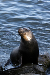 Photo of a sea ​​lion