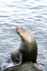 Fototapeta premium Photo of a sea ​​lion