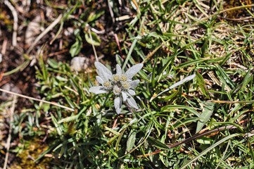 Spontaneous edelweiss in the Puez-Odle Natural Park in Val Gardena, Italy