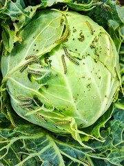 cabbage white butterfly caterpillars eat cabbage head