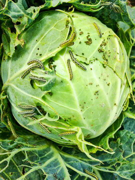 cabbage white butterfly caterpillars eat cabbage head