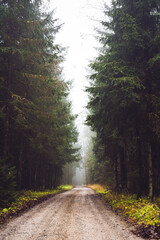 Child with a yorkshire dog ona green grass in backyard having fun.