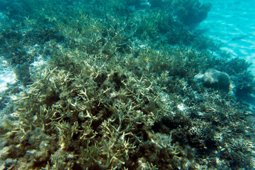 A view of coral reef in the sea