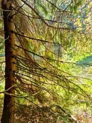 Fototapeta premium beautiful view of a mixed tree forest with a spruce trunk in the foreground