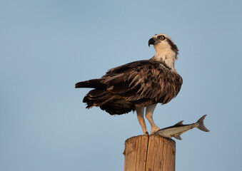 Osprey perched on a wooden log holding a fish at Hawar island of Bahrain