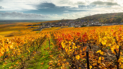 Bright autumn colors in Champagne vineyards, France - 394435675