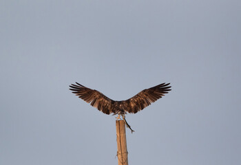 Osprey with a fish trying to perch on a electric pole at Hawar island of Bahrain