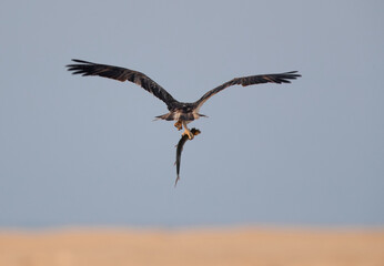Osprey flying with a fish at Hawar island of Bahrain