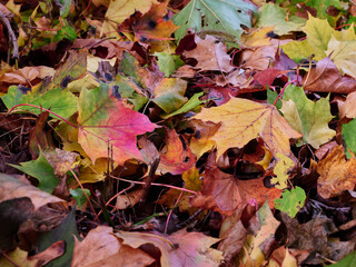 Naklejka na ściany i meble The forest floor covered by beautiful red orange and yellow leaves