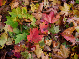 The forest floor covered by beautiful red orange and yellow leaves