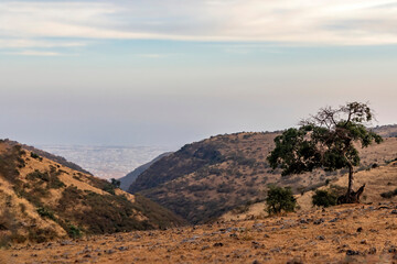 tree on mountain peak with cloudy sky