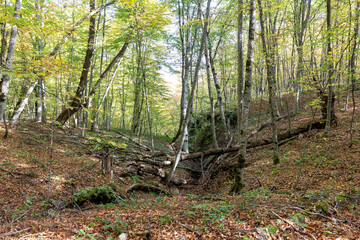 Autumn forest in a nature Park on a Sunny day, fallen yellow leaves covered the entire space under the trees.