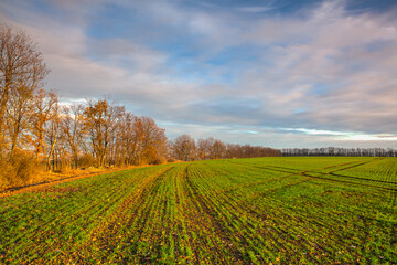 Obraz premium Autumn sown field at amazing sunrise. Czech Republic