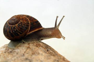 isolated land snail in a shell on white background