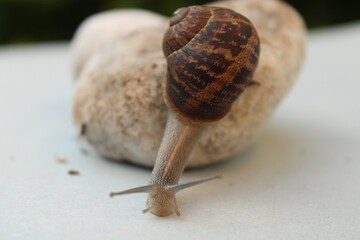 Land snail in a shell