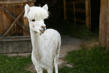 Fototapeta premium Alpaca portrait. White fluffy animal. Friendly animals used for therapy. Countryside alpaca farm background. Lama in zoo.