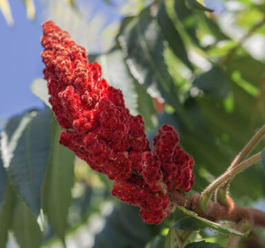 The fruit of the decorative tree Sumakh deer-horned