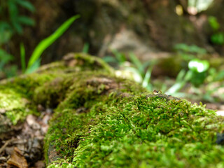 moss on tree