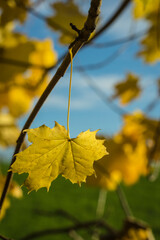 yellow maple leaves