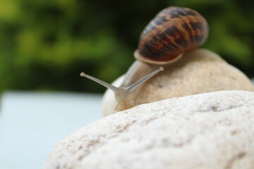 Land snail in a shell against a green backgrounds