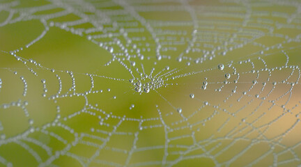 little drops of dew on the web