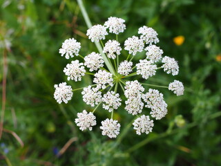 Hemlock Water Dropwort (Oenanthe crocata)