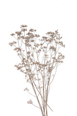 Obraz na płótnie Canvas Dry field flowers isolated on white background. Dry wild meadow grasses or herbs.