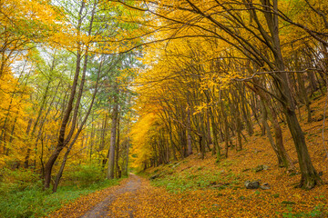 Fototapeta premium Autumn rural landscape. A dirt road lined with colorful trees.