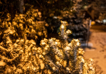 winter landscape in a city park after the first snow at the beginning of winter