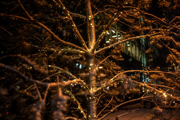winter landscape in a city park after the first snow at the beginning of winter
