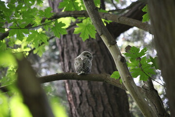 Barred Owl looking Back