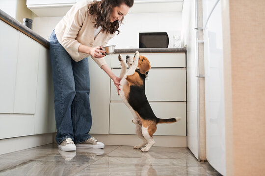 Owner feeding dog at the kitchen - Powered by Adobe
