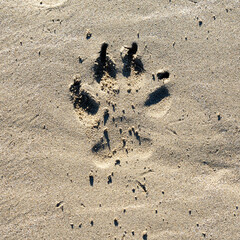 Fototapeta na wymiar dog footprint on the sand - imprint on the beach