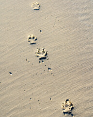 dog footprint on the sand - imprint on the beach