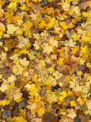 Autumn background of yellow maple leafs
