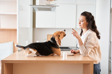 Dog obeys and listening to his owner
