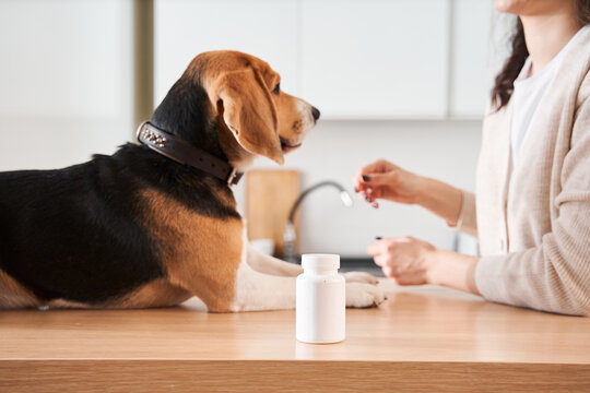 Can Zyrtec Help Your Dog's Allergies? Is your dog suffering from allergies? Find out if Zyrtec can help and take action