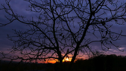 Silhouette of branch of tree at sunrise. Autumn or winter scene with dramatic sky with clouds.